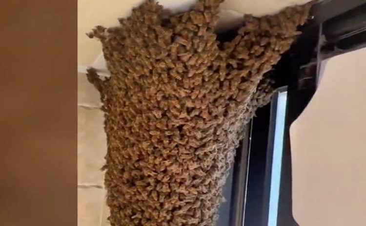 女子家中进蜜蜂 半小时被筑超大蜂巢