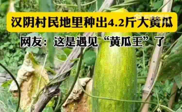 村民种出59厘米超4斤黄瓜王