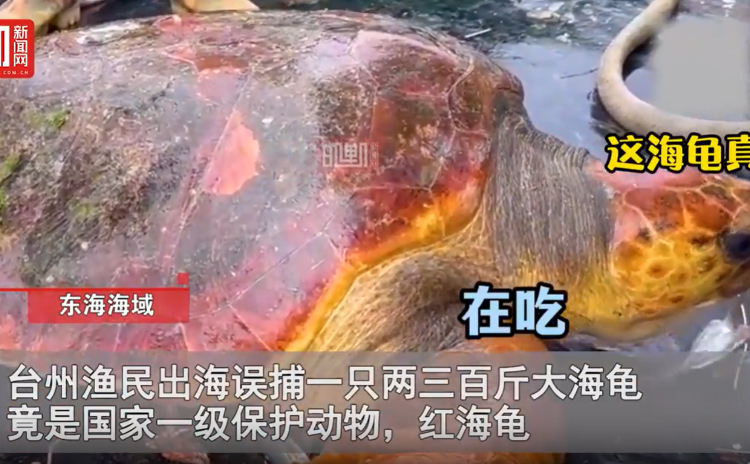 渔民误捕300斤大海龟后果断放生